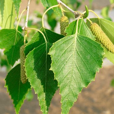 Береза экстракт